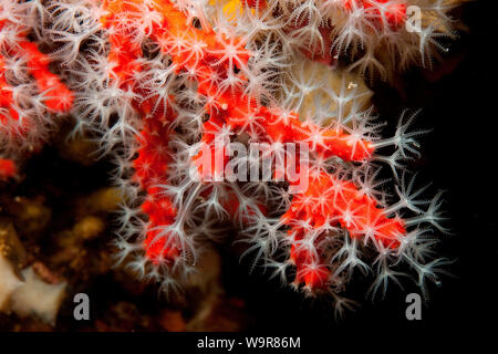 Rote Koralle, koloniale Tier, Mittelmeer, Europa, (Corallium rubrum) Stockfoto