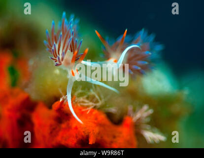 Pilgrim learchis, Tricolour Nacktschnecken, elysia Sea Slug, Mediterran, (Elysia peregrina) Stockfoto