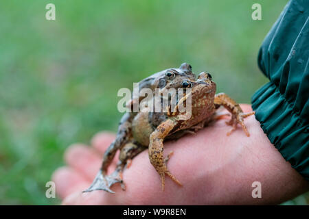 Gemeinsame Frösche auf Hand, Velbert, Nordrhein-Westfalen, Europa, (Rana temporaria) Stockfoto