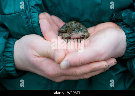 Gemeinsame Frösche auf Hand, Velbert, Nordrhein-Westfalen, Europa, (Rana temporaria) Stockfoto