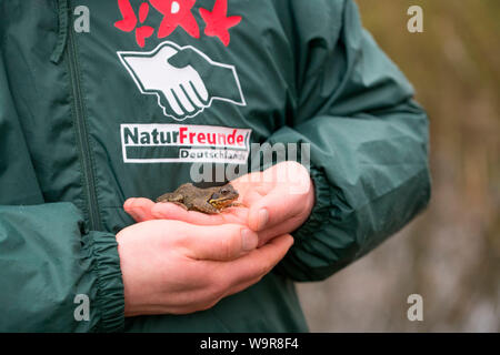 Gemeinsame Frosch auf Hand, Velbert, Nordrhein-Westfalen, Europa, (Rana temporaria) Stockfoto