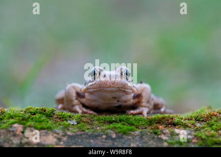 Grasfrosch auf Holz, männlich, Velbert, Nordrhein-Westfalen, Europa, (Rana temporaria) Stockfoto