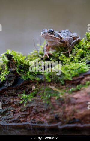 Grasfrosch in Moss, männlich, Velbert, Nordrhein-Westfalen, Europa, (Rana temporaria) Stockfoto