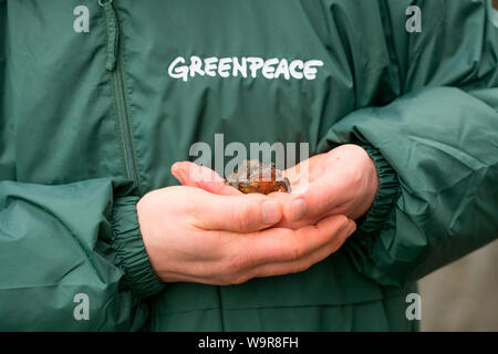 Gemeinsame Frosch auf Hand, Velbert, Nordrhein-Westfalen, Europa, (Rana temporaria) Stockfoto