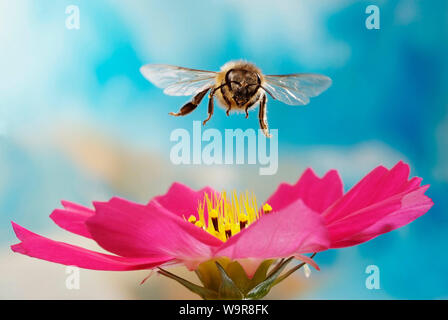 Honigbiene (Apis mellifera), im Flug, eine Cosmeabluete, Deutschland Stockfoto