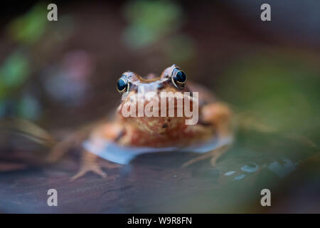 Gemeinsame Frosch im Wasser, männlich, Velbert, Nordrhein-Westfalen, Europa, (Rana temporaria) Stockfoto