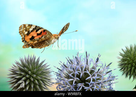 Distelfalter (Vanessa cardui), Kugeldistel (Echinops), Deutschland, Europa Stockfoto