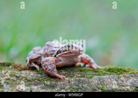 Grasfrosch auf Holz männlich, Velbert, Nordrhein-Westfalen, Europa, (Rana temporaria) Stockfoto