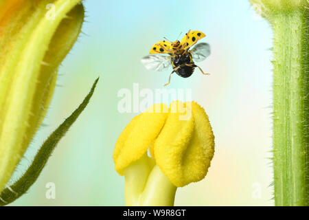 (Psyllobora vigintiduopunctata Zweiundzwanzigpunktmarienkäfer), am Bluetenstempel einer Zucchini, Deutschland, Europa Stockfoto