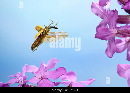 Malven-Stängelrüssler, (Lixus angustatus), eine Fliederblueten, (Syringa vulgaris), - Deutschland, Europa Stockfoto