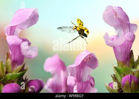 (Psyllobora vigintiduopunctata Zweiundzwanzigpunktmarienkaefer), Bluetenstand einer Braunelle, (Prunella), Deutschland, Europa Stockfoto