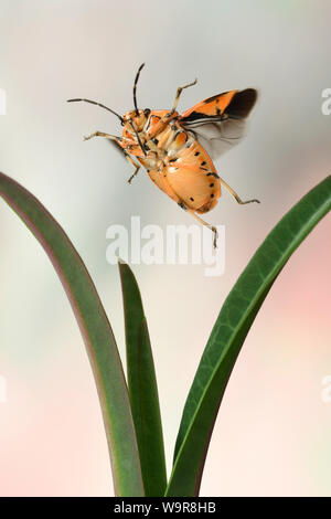 Schmuckwanze, (Eurydema ornata), Kreuzblaettrige Wolfsmich, Deutschland, Europa Stockfoto