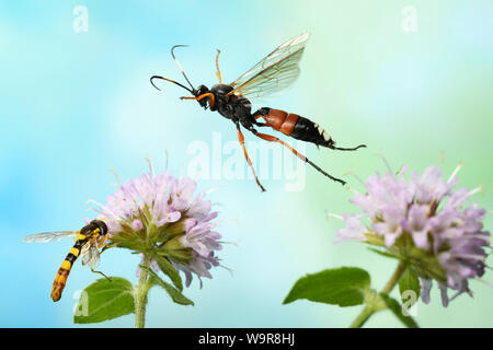 (Schlupfwespe Ichneumon sramentarius), Wasserminze (Mentha Aquatica), Gewoehnliche Langbauchschwebfliege, (Sphaerophoria scripta), Deutschland Stockfoto