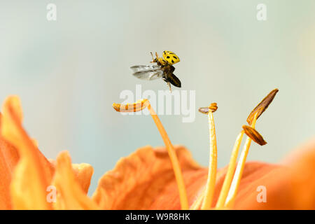 (Psyllobora vigintiduopunctata Zweiundzwanzigpunktmarienkaefer), Staubblaetter einer gelbroten Taglilie (Hemerocallis fulva), Deutschland, Europa Stockfoto