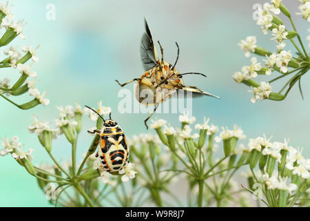 Schmuckwanze, (Eurydema ornata), eine Wanzenlarve Doldenbluete mit, Deutschland, Europa Stockfoto