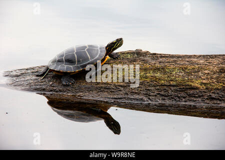 Östlichen gemalte Schildkröte, sandigen Boden See, West Springhill, Nova Scotia, Kanada, (Chrysemys picta picta) Stockfoto