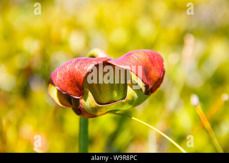 Lila Kannenpflanze, Kejimkujik Nationalpark, Kejimkujik Seaside Nationalpark, Nova Scotia, Kanada, (Sarracenia purpurea) Stockfoto