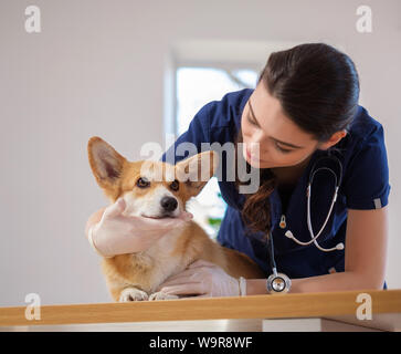 Tierarzt und corgi Hund an Tierklinik Stockfoto