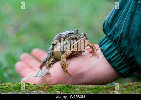 Gemeinsame Frösche auf Hand, Velbert, Nordrhein-Westfalen, Europa, (Rana temporaria) Stockfoto