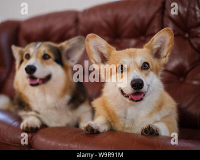 Zwei süße Corgi Hunden auf einem Sofa Stockfoto