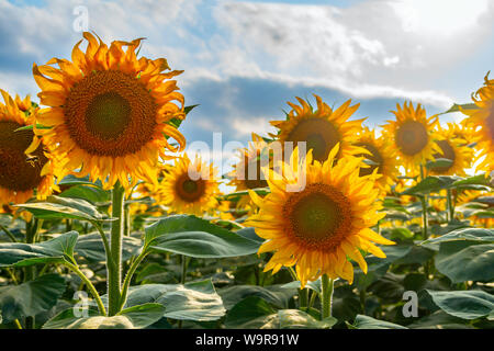 Eine Nahaufnahme einer Sonnenblume auf dem Feld. Stockfoto