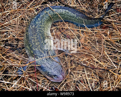 Angeln auf Quappe. Quappe gefangen. Quappe ist ein Fisch, der nördlichen Flüsse Stockfoto