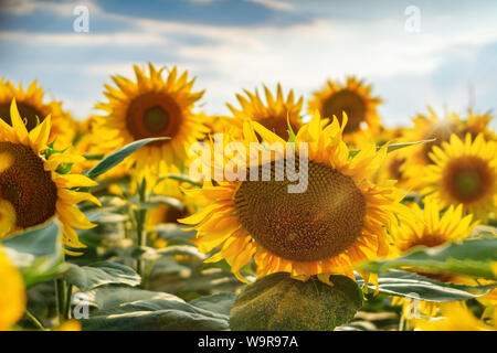 Eine Nahaufnahme einer Sonnenblume auf dem Feld. Stockfoto