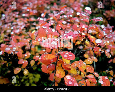 Wassertropfen auf den Blättern der Blaubeeren. Rote Blätter der Blaubeeren Stockfoto