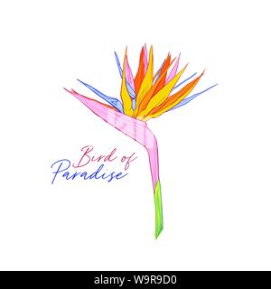 Strelitzia reginae Hand gezeichnet Vector Illustration. Bird of paradise Inschrift. Schöne Blume, tropische Pflanze cartoon Zeichnung. Exotische Flora banner dekoratives Gestaltungselement mit Kalligraphie Stock Vektor