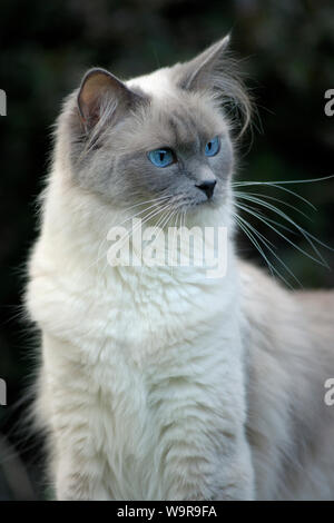 Ragdoll-Cat Stockfoto