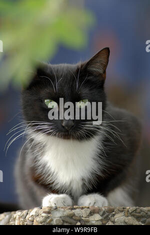 Hauskatze, schwarz und weiß Frau auf Garten Wand Stockfoto