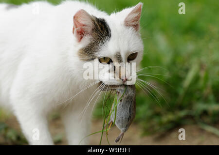 Inländische weibliche Katze mit Maus beschlagnahmt Stockfoto