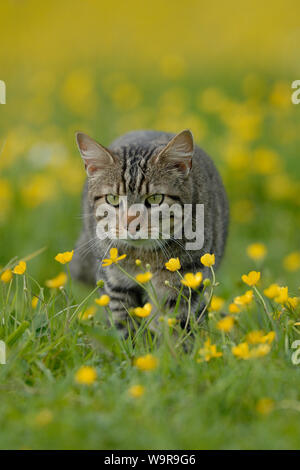 Hauskatze, Katze tomcat an blühenden Wiese Stockfoto