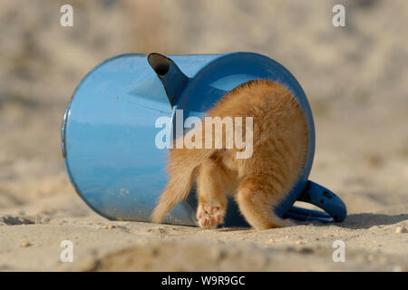 Hauskatze, Red Tabby Kätzchen versteckt in alten blauen Bewässerung Stockfoto