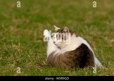 Die Katze selbst wshaing auf Wiese Stockfoto