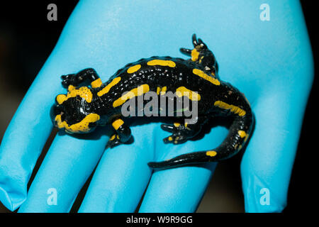 Feuersalamander an Bsal Probenahme, Nordrhein-Westfalen, Europa, (Salamandra salamandra) Stockfoto