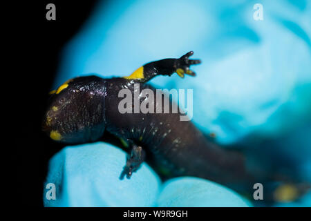 Feuersalamander an Bsal Probenahme, Nordrhein-Westfalen, Europa, (Salamandra salamandra) Stockfoto