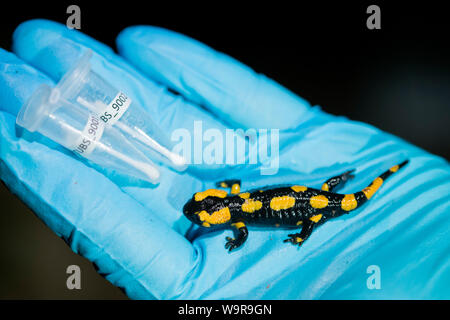 Feuersalamander an Bsal Probenahme, Nordrhein-Westfalen, Europa, (Salamandra salamandra) Stockfoto