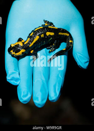 Feuersalamander an Bsal Probenahme, Nordrhein-Westfalen, Europa, (Salamandra salamandra) Stockfoto