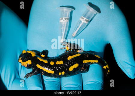 Feuersalamander an Bsal Probenahme, Nordrhein-Westfalen, Europa, (Salamandra salamandra) Stockfoto