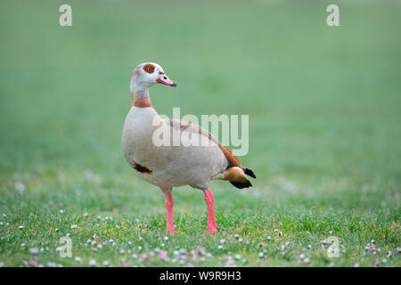 Nilgans, Nordrhein-Westfalen, Europa, (Alopochen Aegyptiaca) Stockfoto