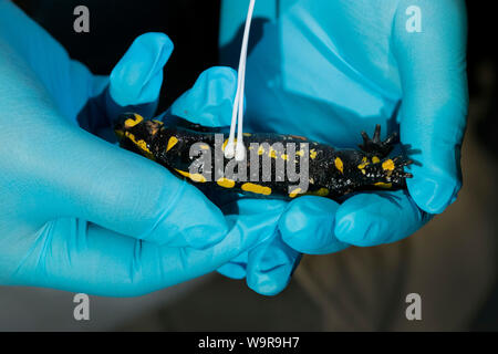 Feuersalamander an Bsal Probenahme, Nordrhein-Westfalen, Europa, (Salamandra salamandra) Stockfoto