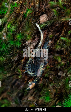 Feuersalamander, tot, Essen, Nordrhein-Westfalen, Europa, (Salamandra salamandra) Stockfoto