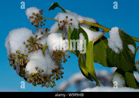 Gemeinsame Efeu (Hedera helix) Stockfoto