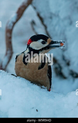 Buntspecht, männlich, (Dendrocopos major) Stockfoto