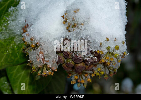 Gemeinsame Efeu (Hedera helix) Stockfoto