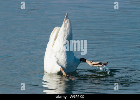 Höckerschwan (Cygnus olor) Stockfoto