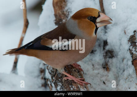 (Hawfinch Coccothraustes coccothraustes), Stockfoto