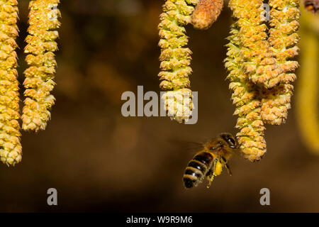 Gemeinsame Hazel, Biene, (Corylus avellana) Stockfoto
