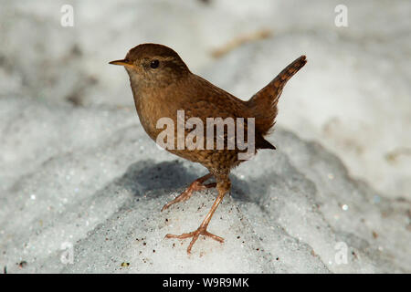 Eurasischen Zaunkönig (Troglodytes troglodytes) Stockfoto